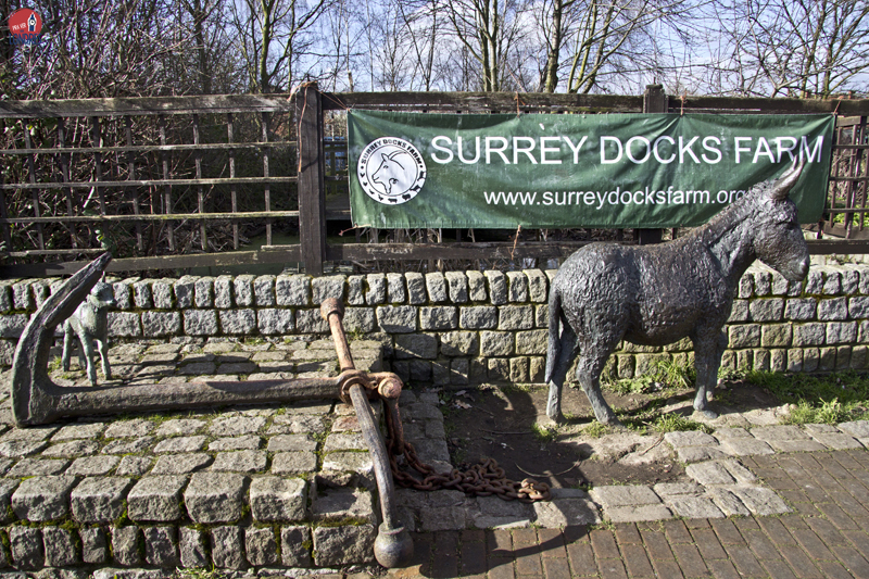 Surrey Docks Farm: tinha uma fazenda no meio de Londres…